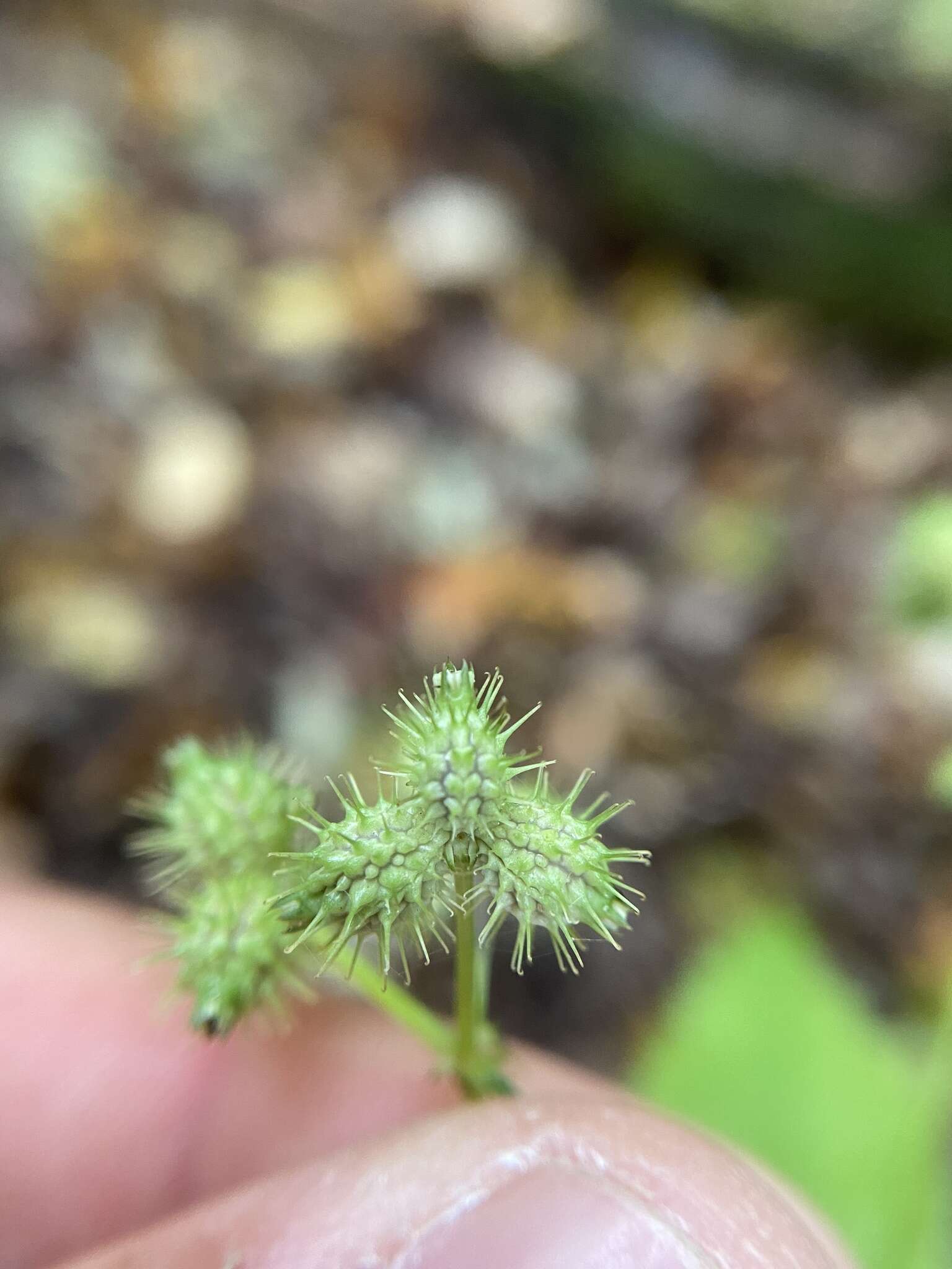 Image de Sanicula trifoliata Bicknell