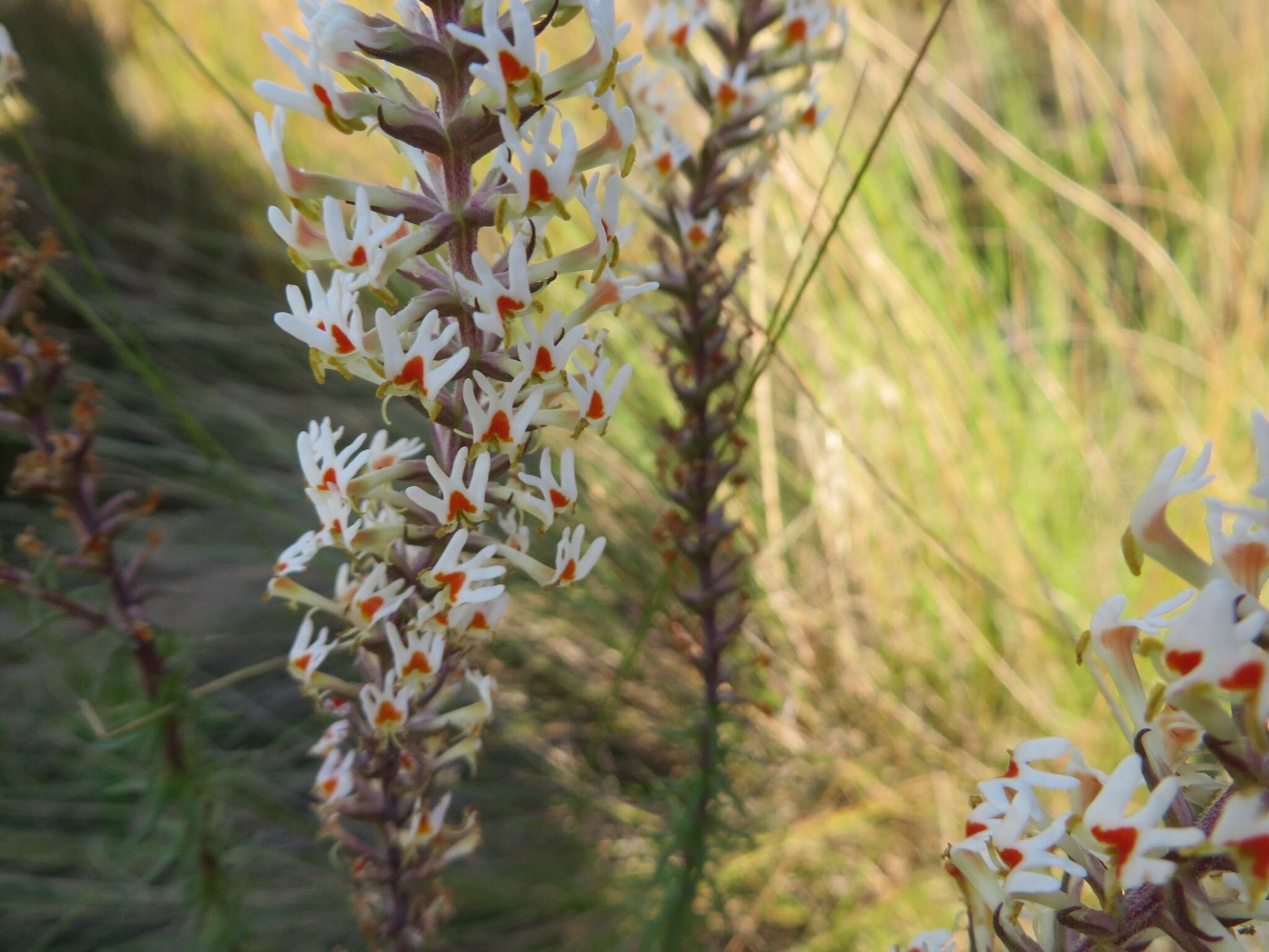 Sivun Hebenstretia robusta E. Mey. kuva