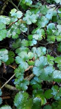 Hydrocotyle elongata A. Cunn. ex Hook. fil.的圖片