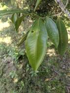 Plancia ëd Miconia trinervia (Sw.) D. Don ex Loud.