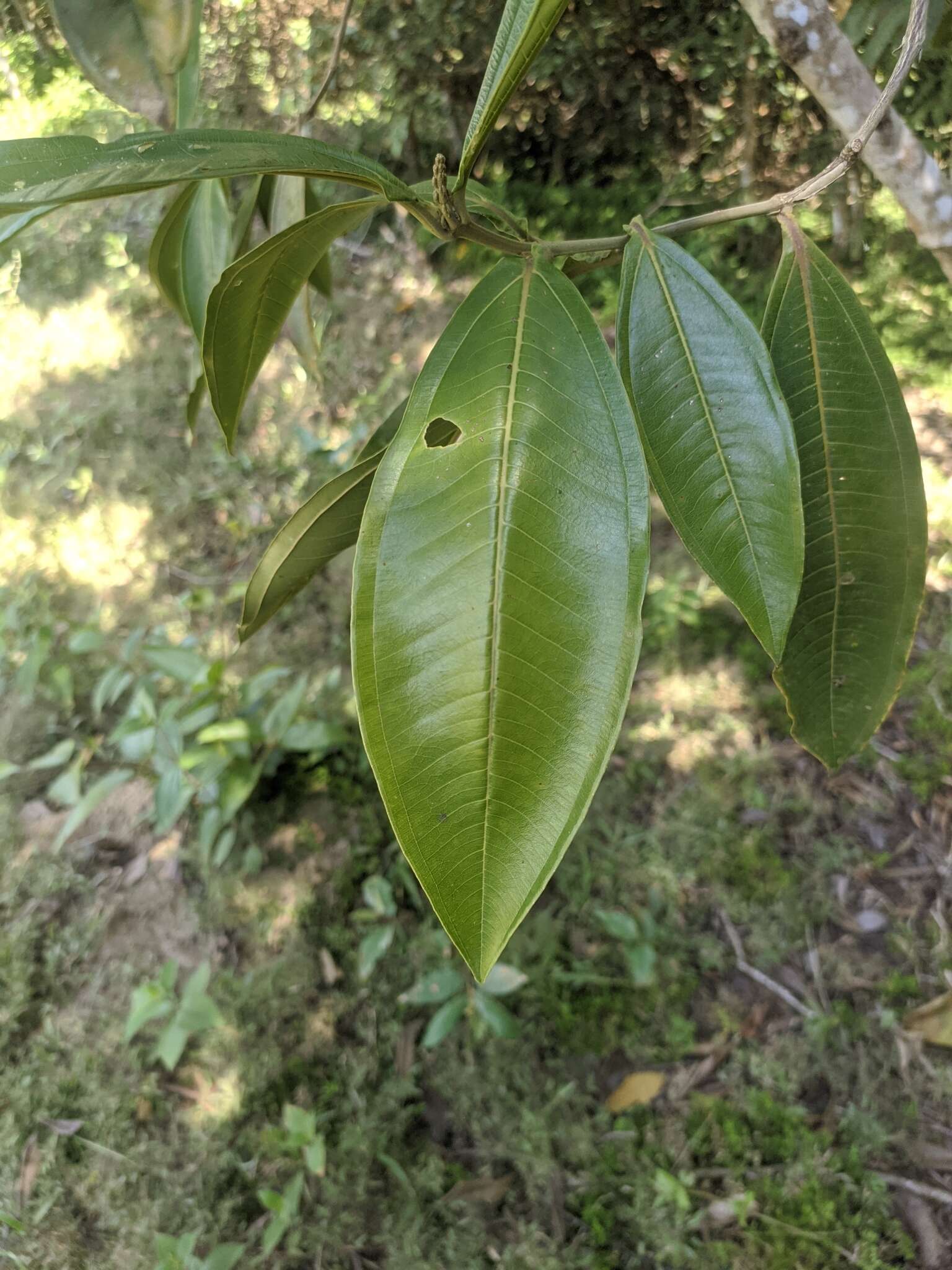 Plancia ëd Miconia trinervia (Sw.) D. Don ex Loud.