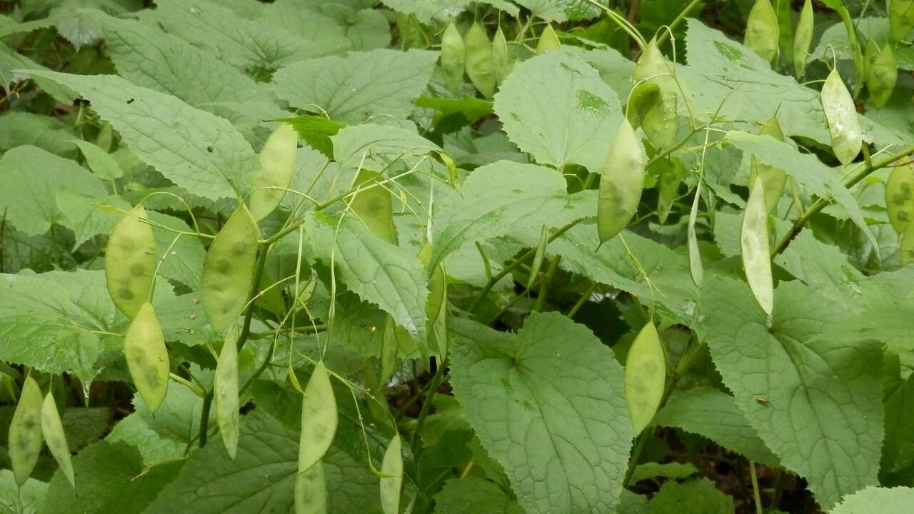 Image de Lunaria rediviva L.