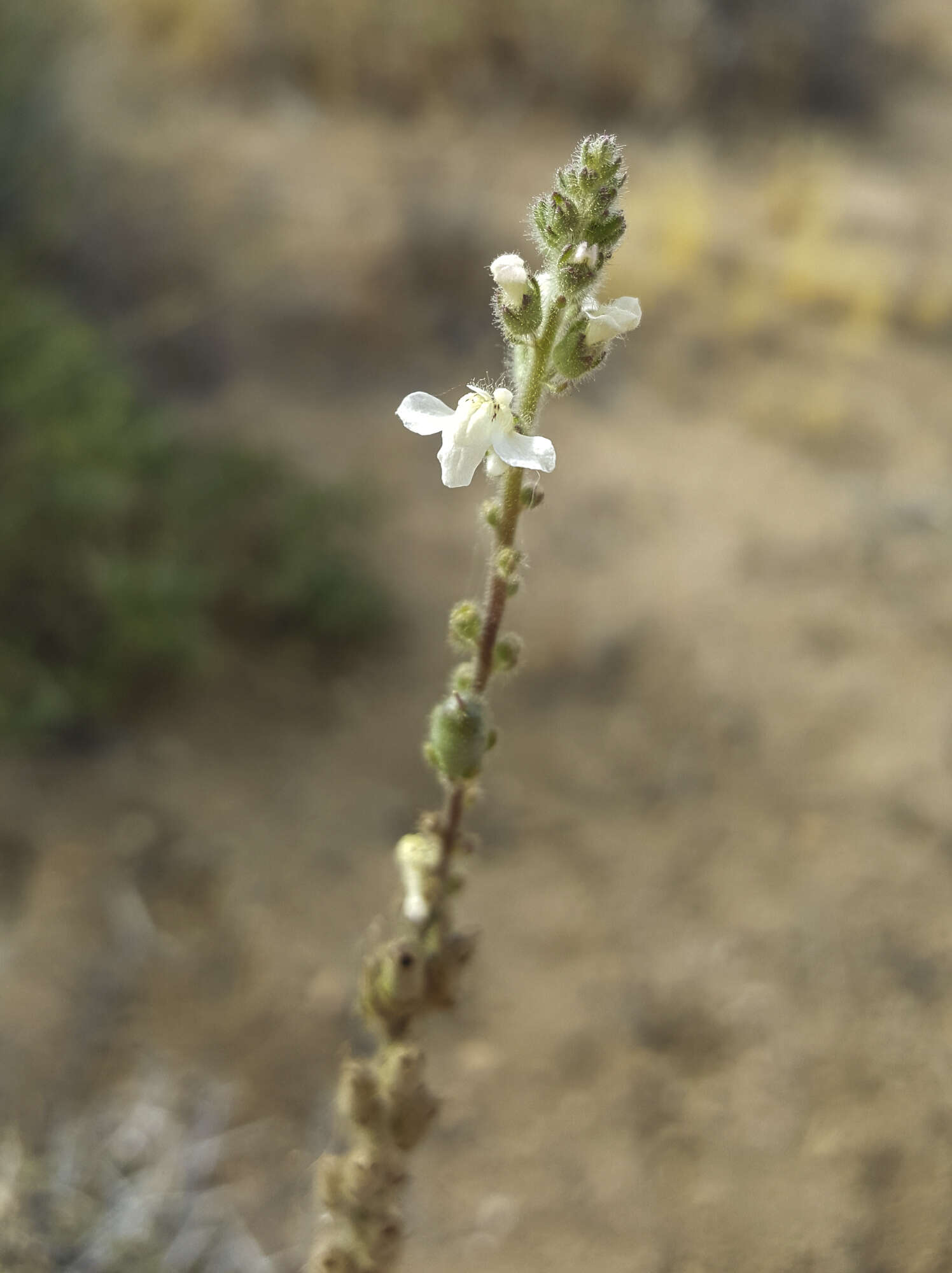 Image of Coulter's snapdragon