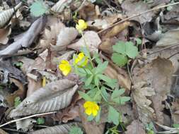 Image of Ranunculus franchetii H. Boissieu