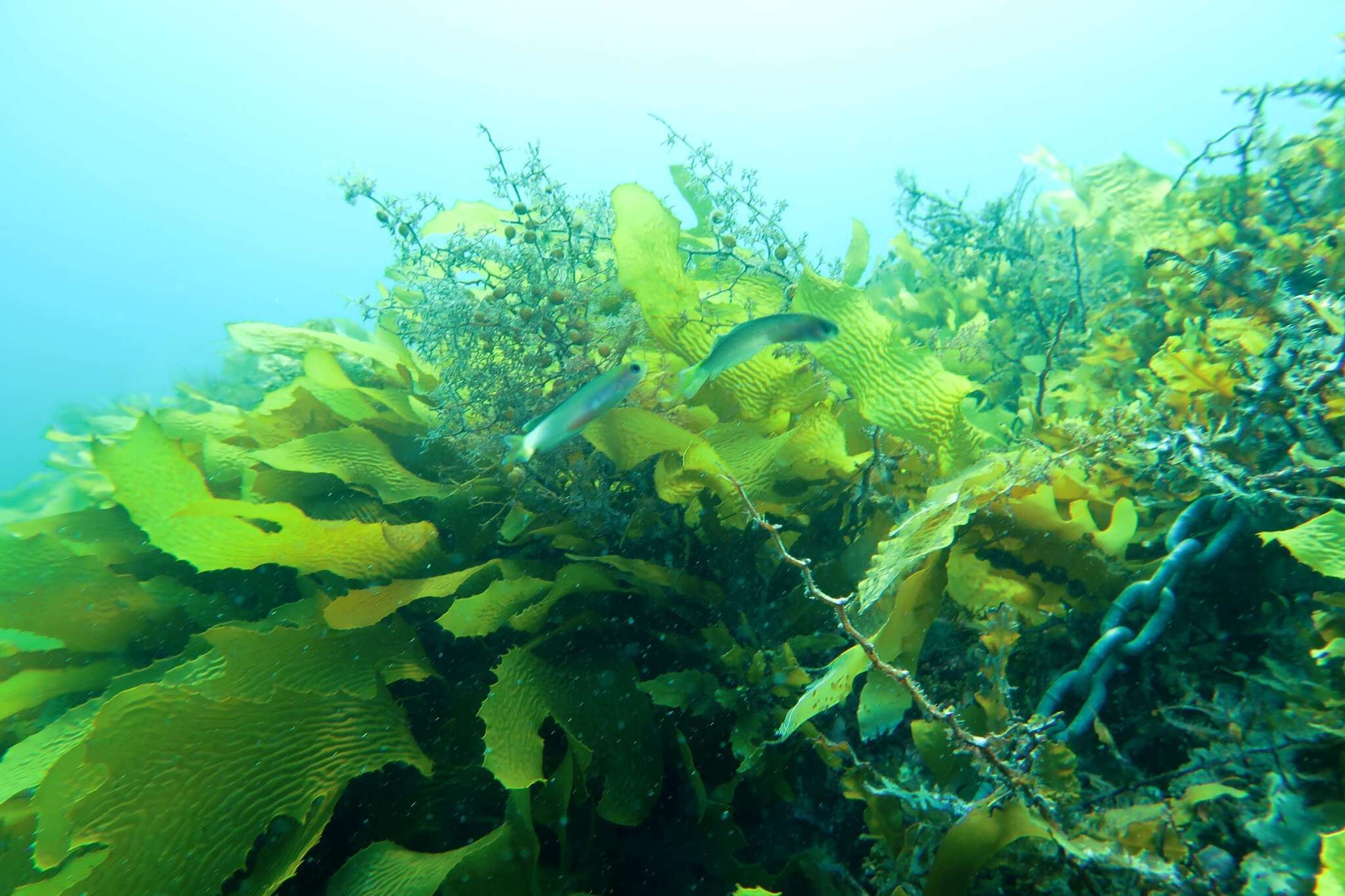 Image of Noarlunga hulafish