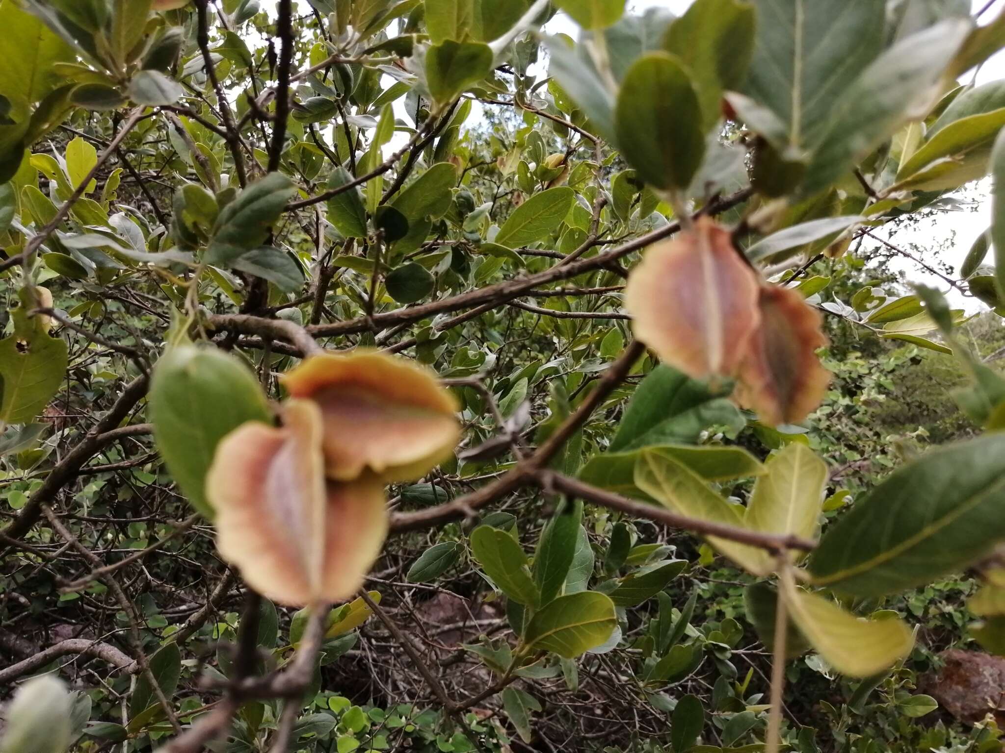 Imagem de Combretum vendae A. E. van Wyk