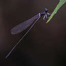 Image of Igneocnemis atropurpurea (Brauer 1868)