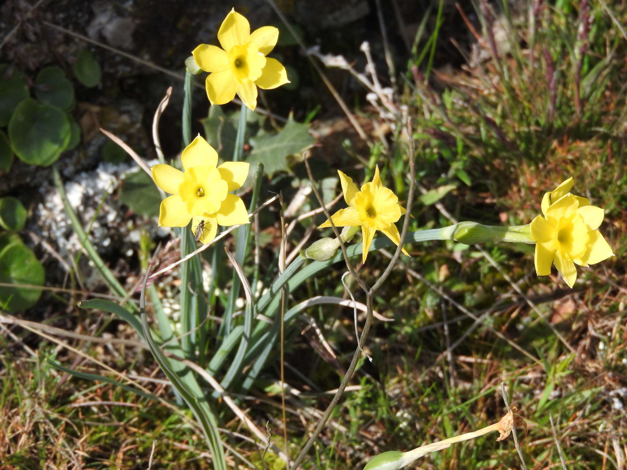 Image of Narcissus rupicola Dufour