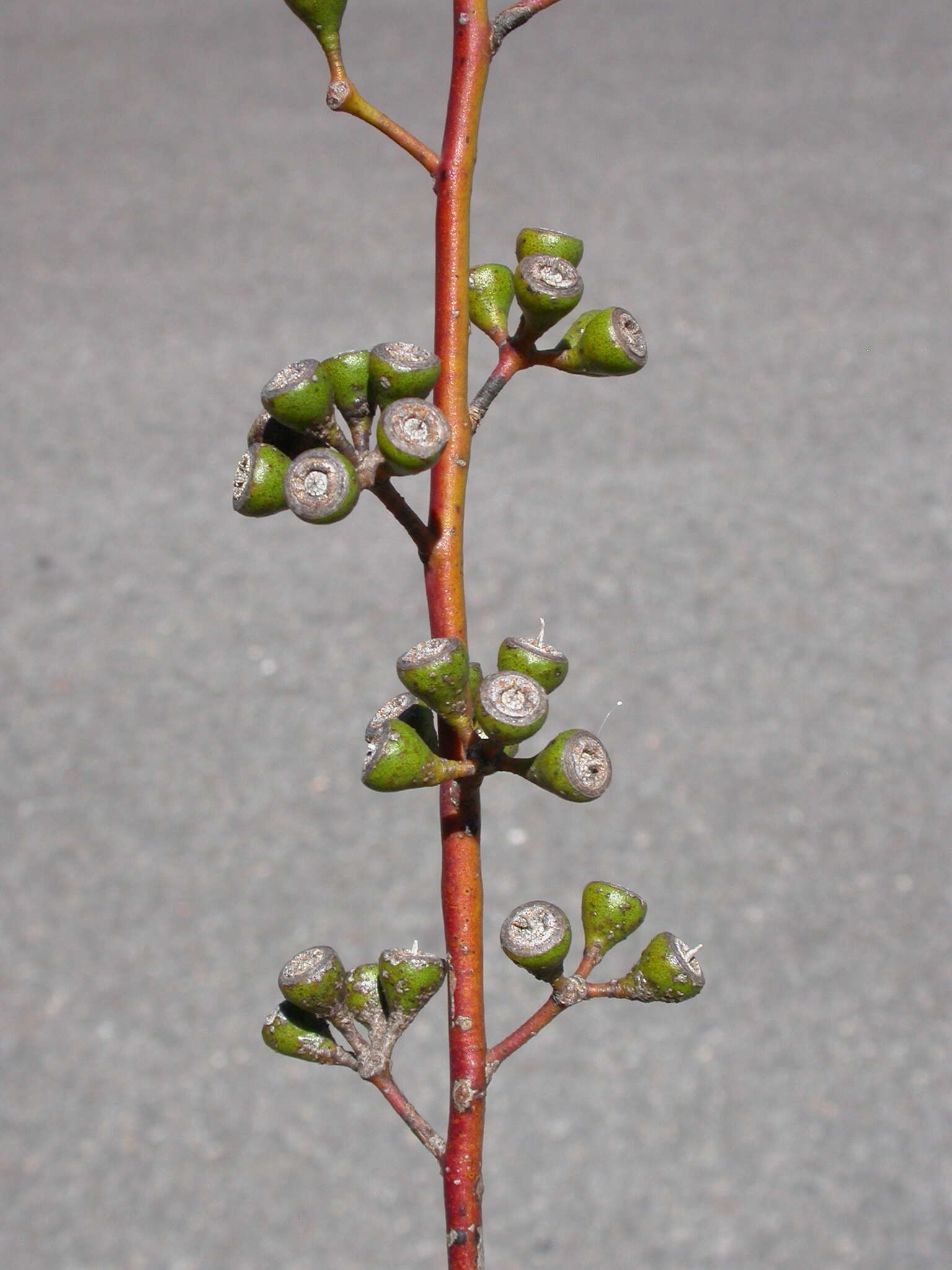 Image of Eucalyptus albida Maiden & Blakely