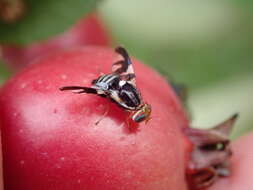 Image of Apple Maggot Fly