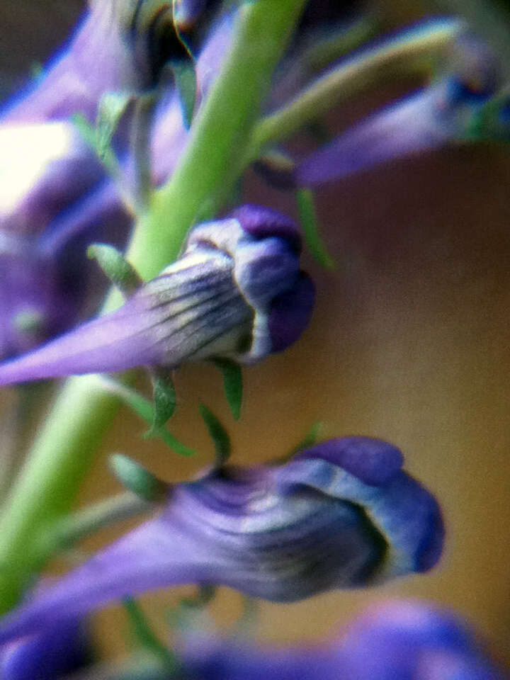 Plancia ëd Linaria purpurea (L.) Mill.