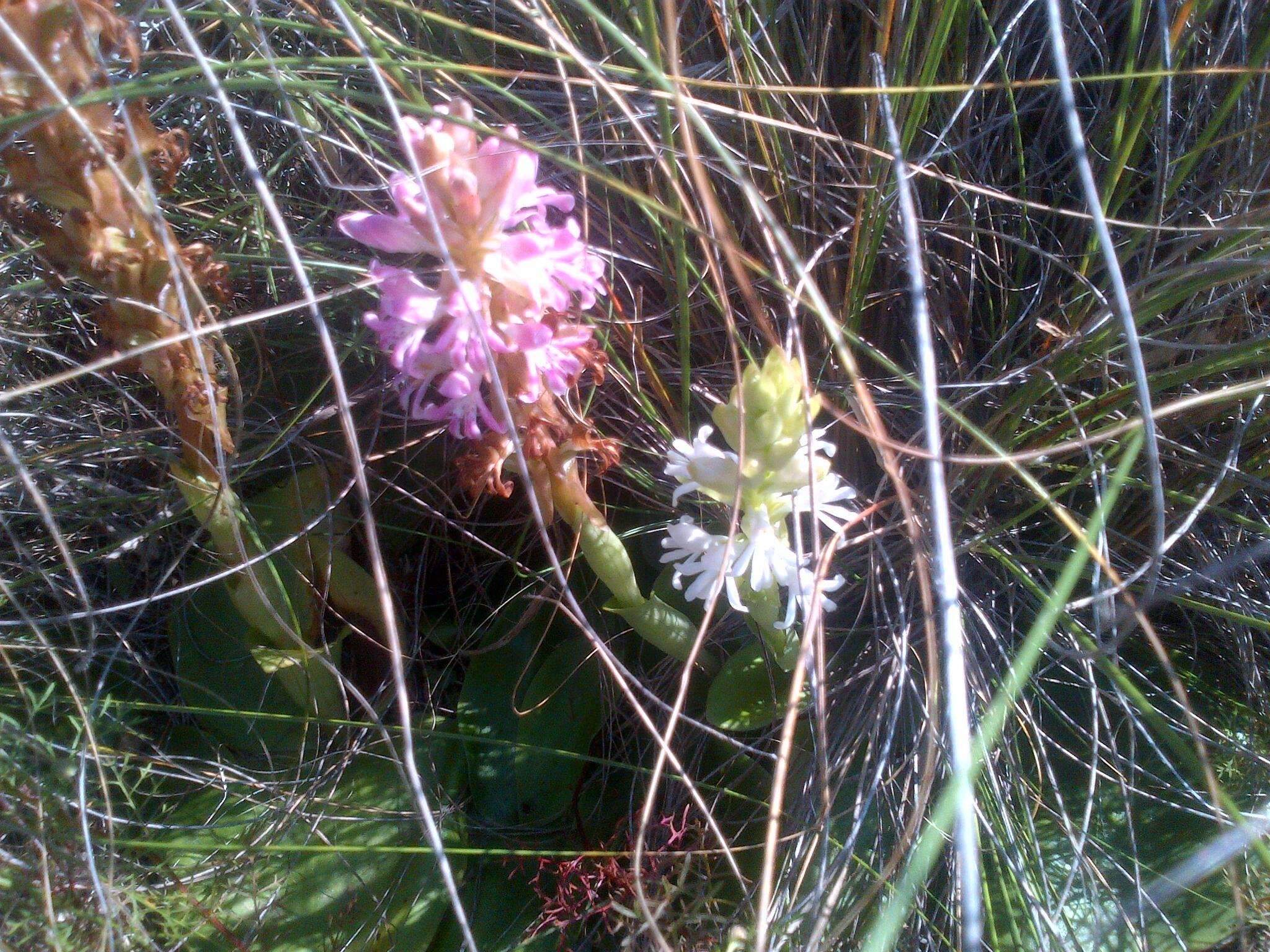 Image of Satyrium erectum Sw.