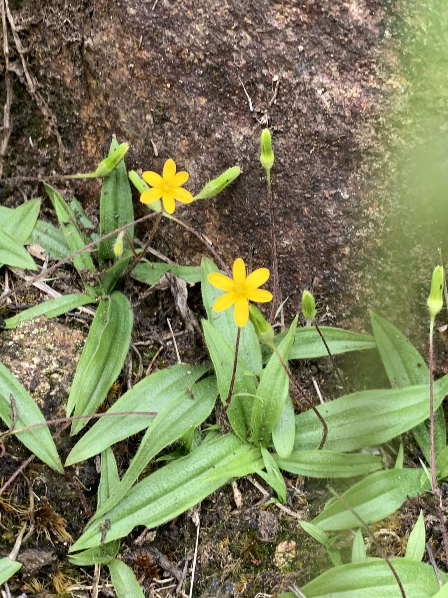 Image of Hypoxis parvula var. parvula