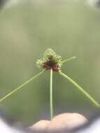 Imagem de Cyperus hystricoides (B. Nord.) Bauters