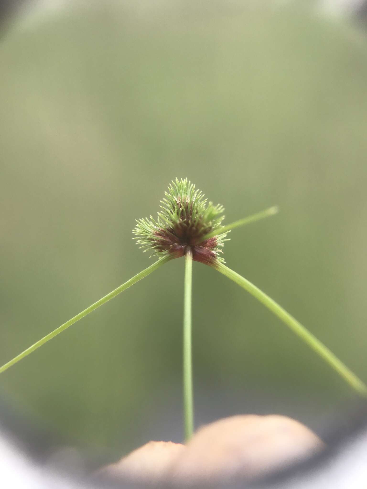 Imagem de Cyperus hystricoides (B. Nord.) Bauters