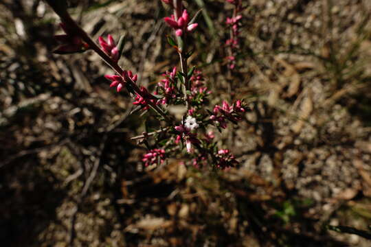 Image of Styphelia fletcheri subsp. brevisepala