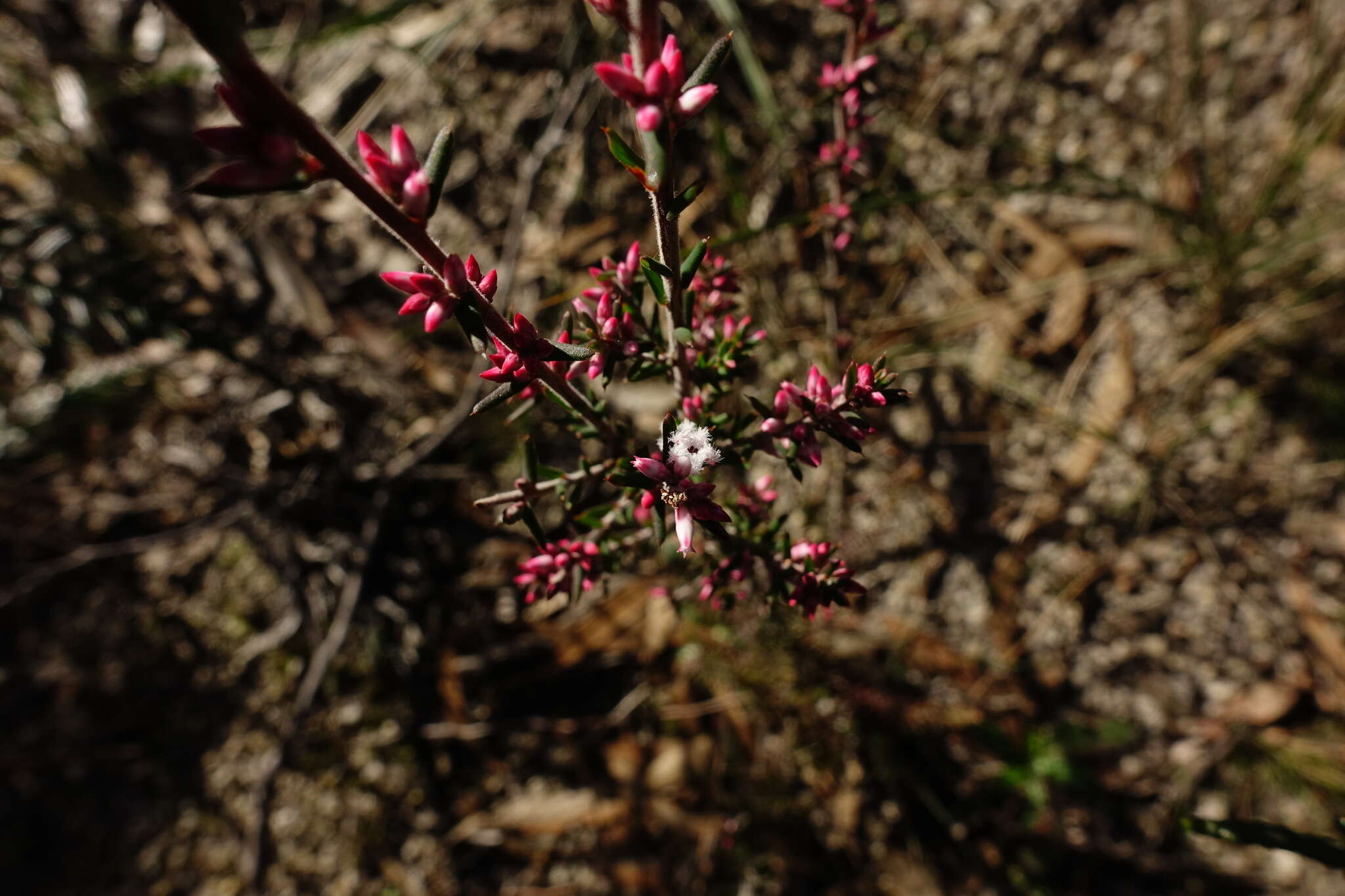 Image of Styphelia fletcheri subsp. brevisepala