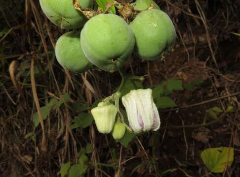 Imagem de Passiflora candollei Triana & Planchon