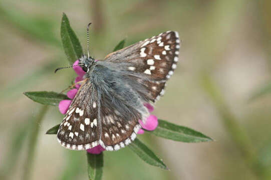 Image of Pyrgus sidae Esper 1784