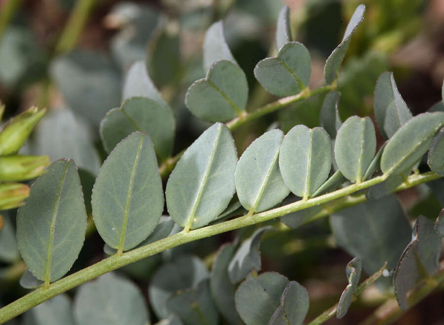 Image of Astragalus oophorus var. oophorus