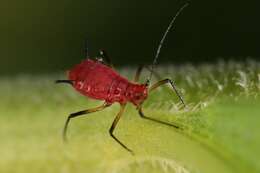 Image of Red Goldenrod Aphid