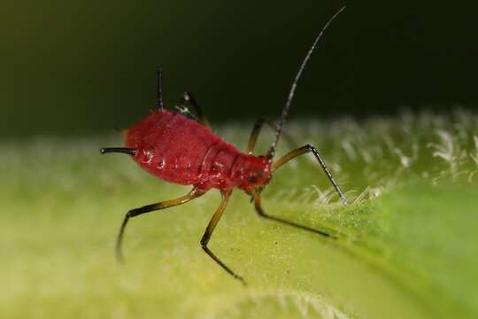 Image of Red Goldenrod Aphid