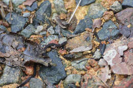 Image of Cantor's Dwarf Reed Snake