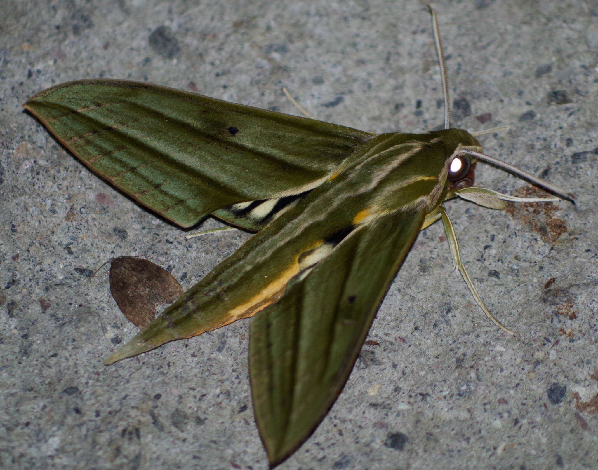 Image of Xylophanes aristor (Boisduval 1870)