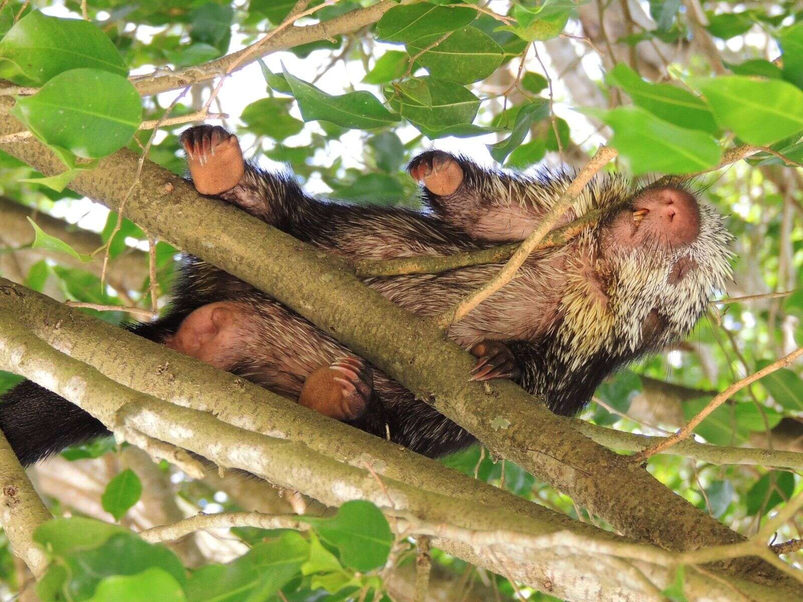 Image of Hairy Dwarf Porcupines