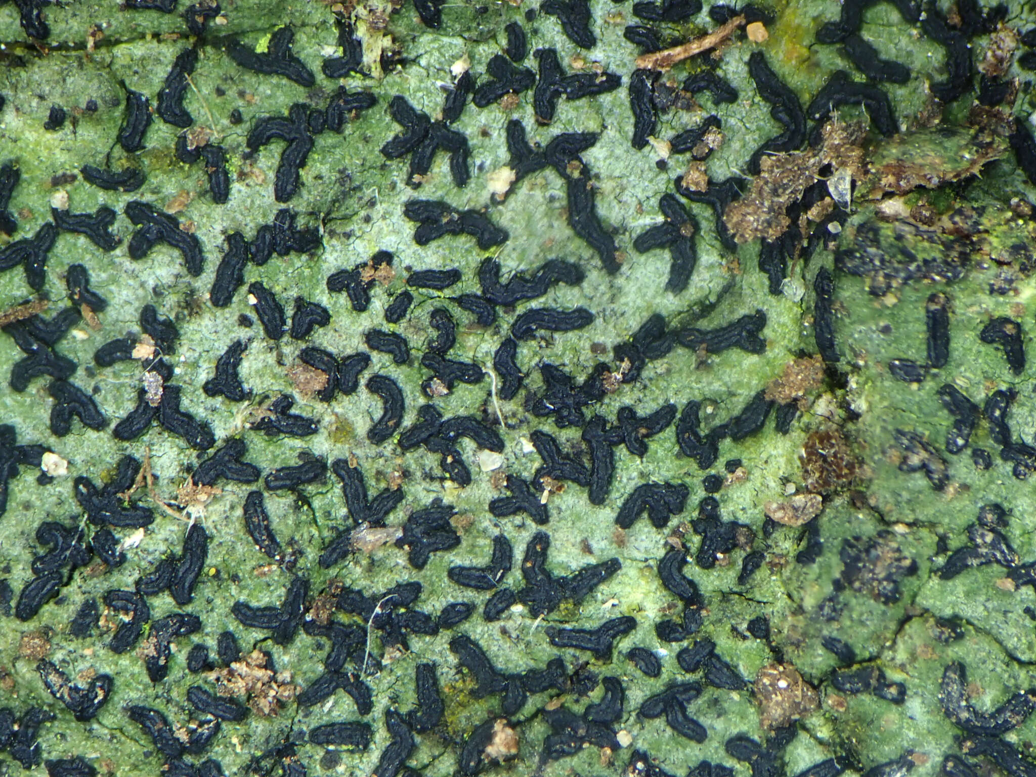 Image of scribble lichen