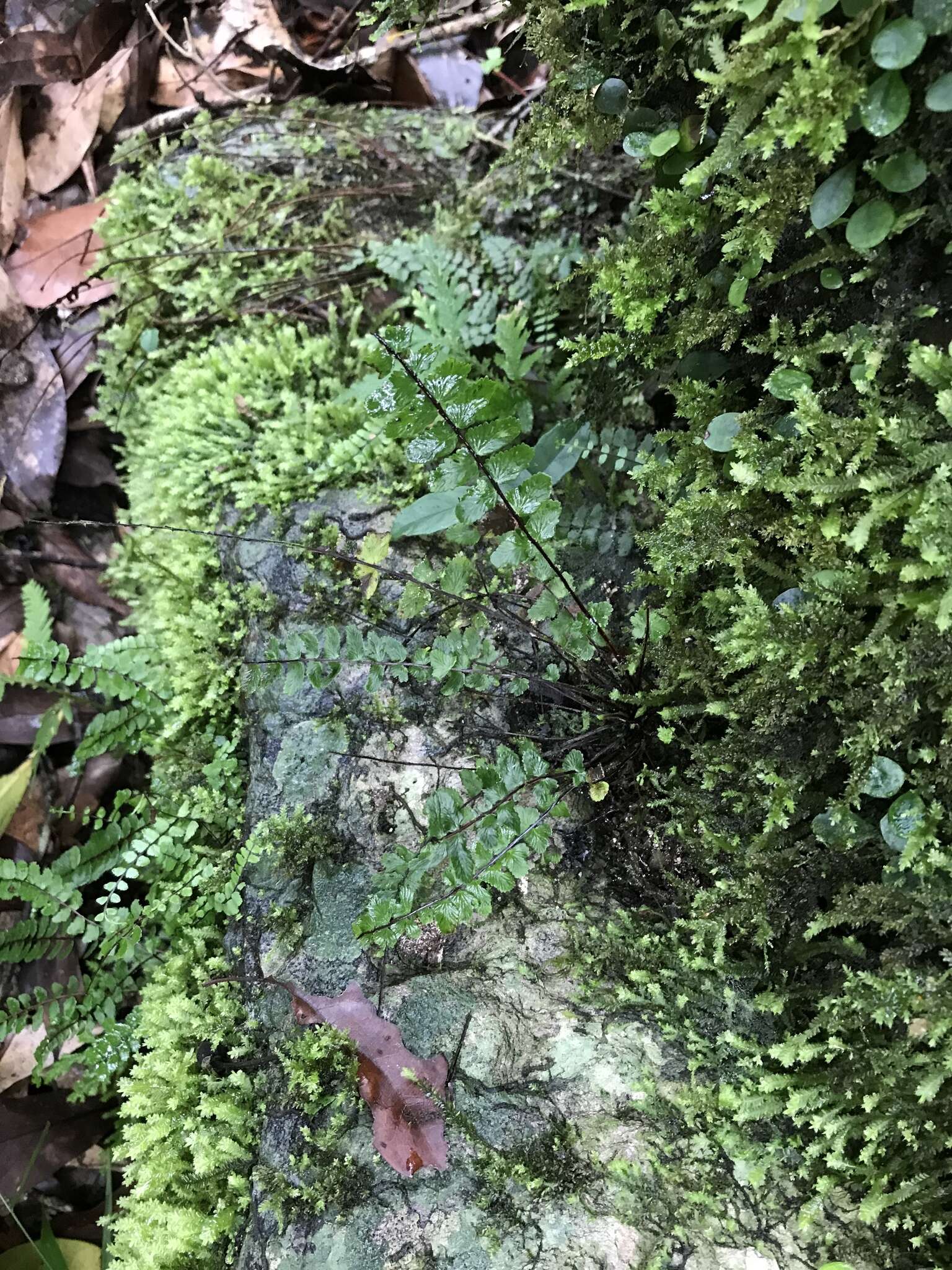 Image de Asplenium tripteropus Nakai