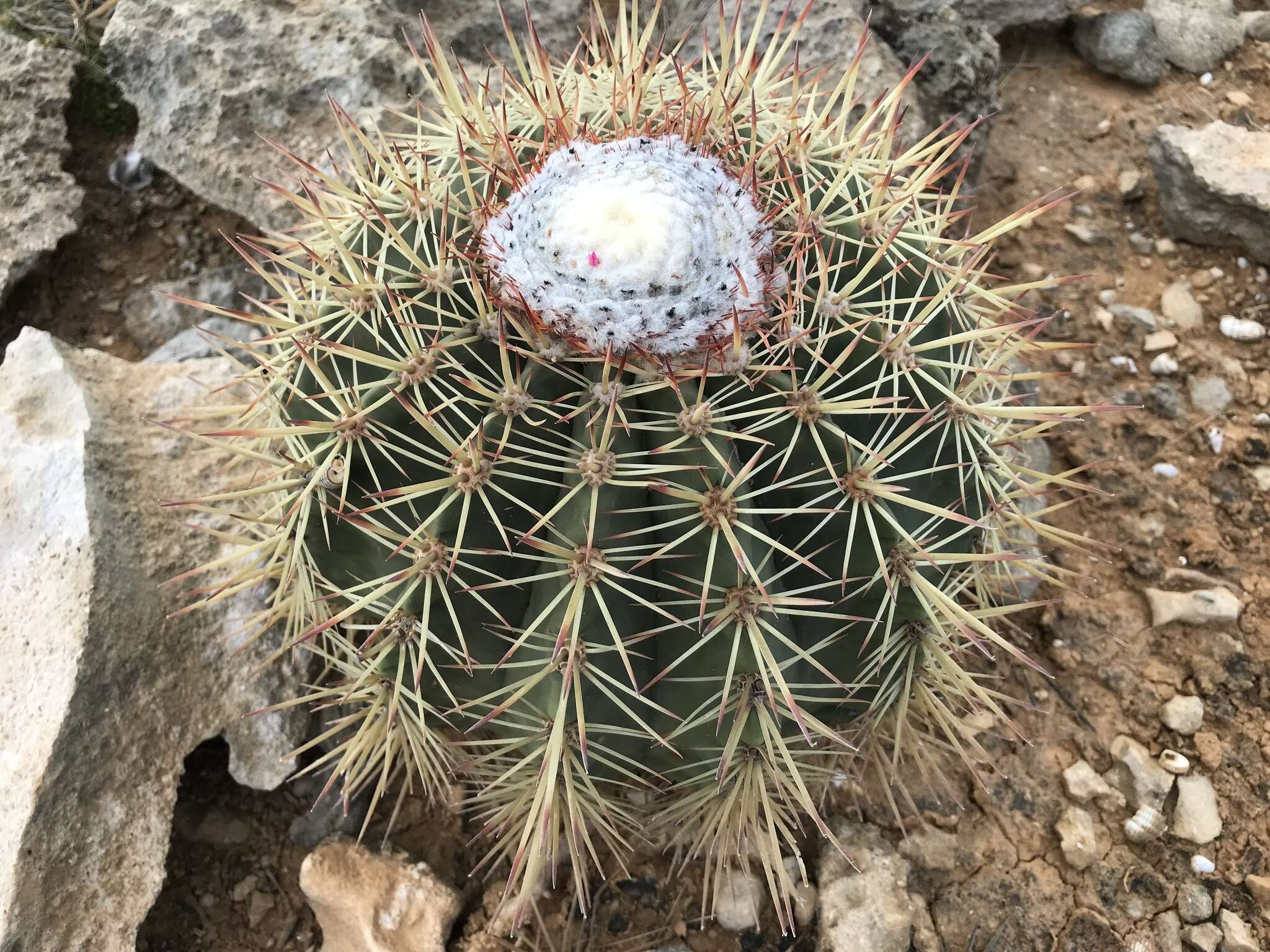 Image of Melocactus macracanthos (Salm-Dyck) Link & Otto