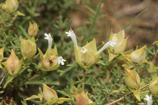 Sivun Thymus membranaceus Boiss. kuva