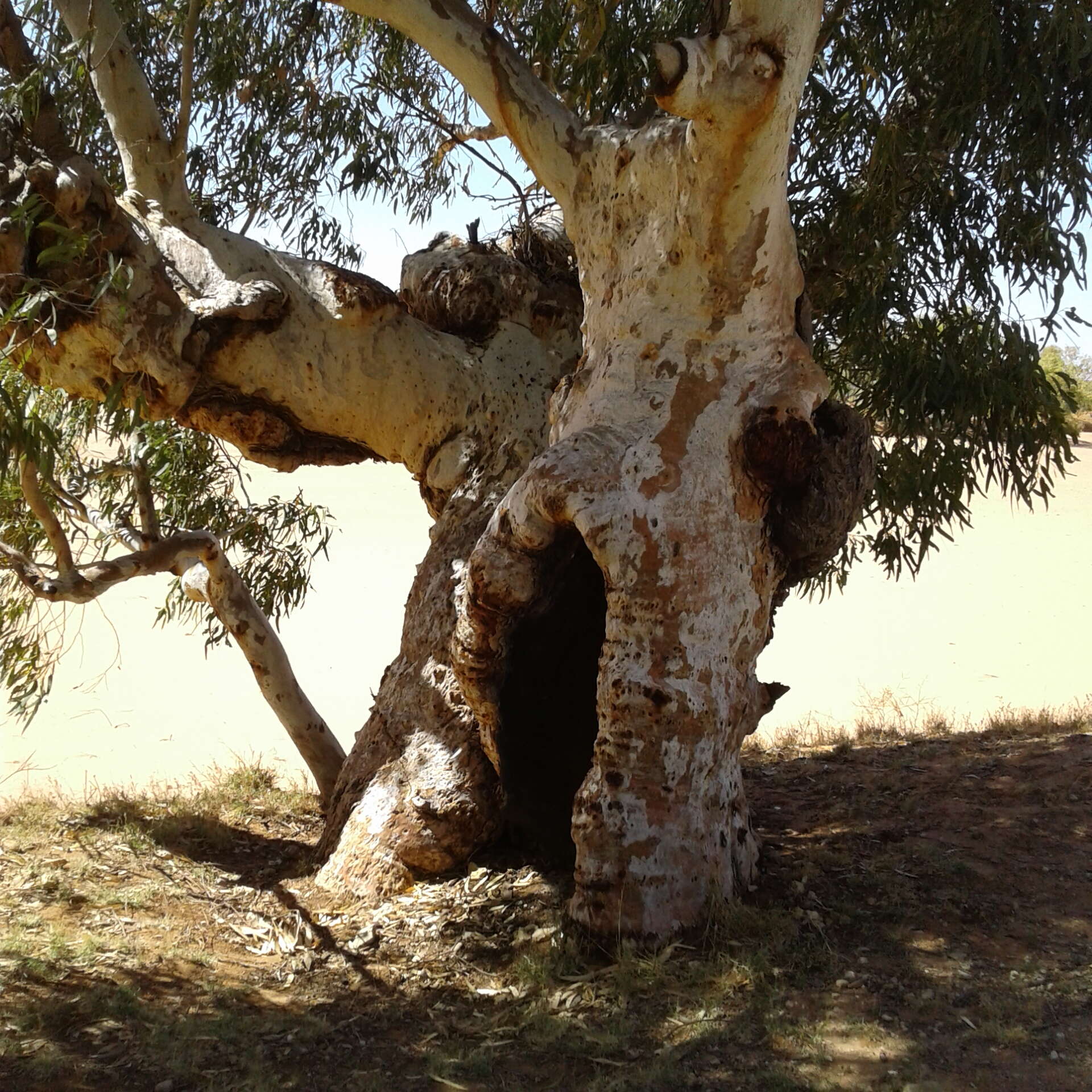 Слика од Eucalyptus camaldulensis subsp. refulgens Brooker & M. W. Mc Donald