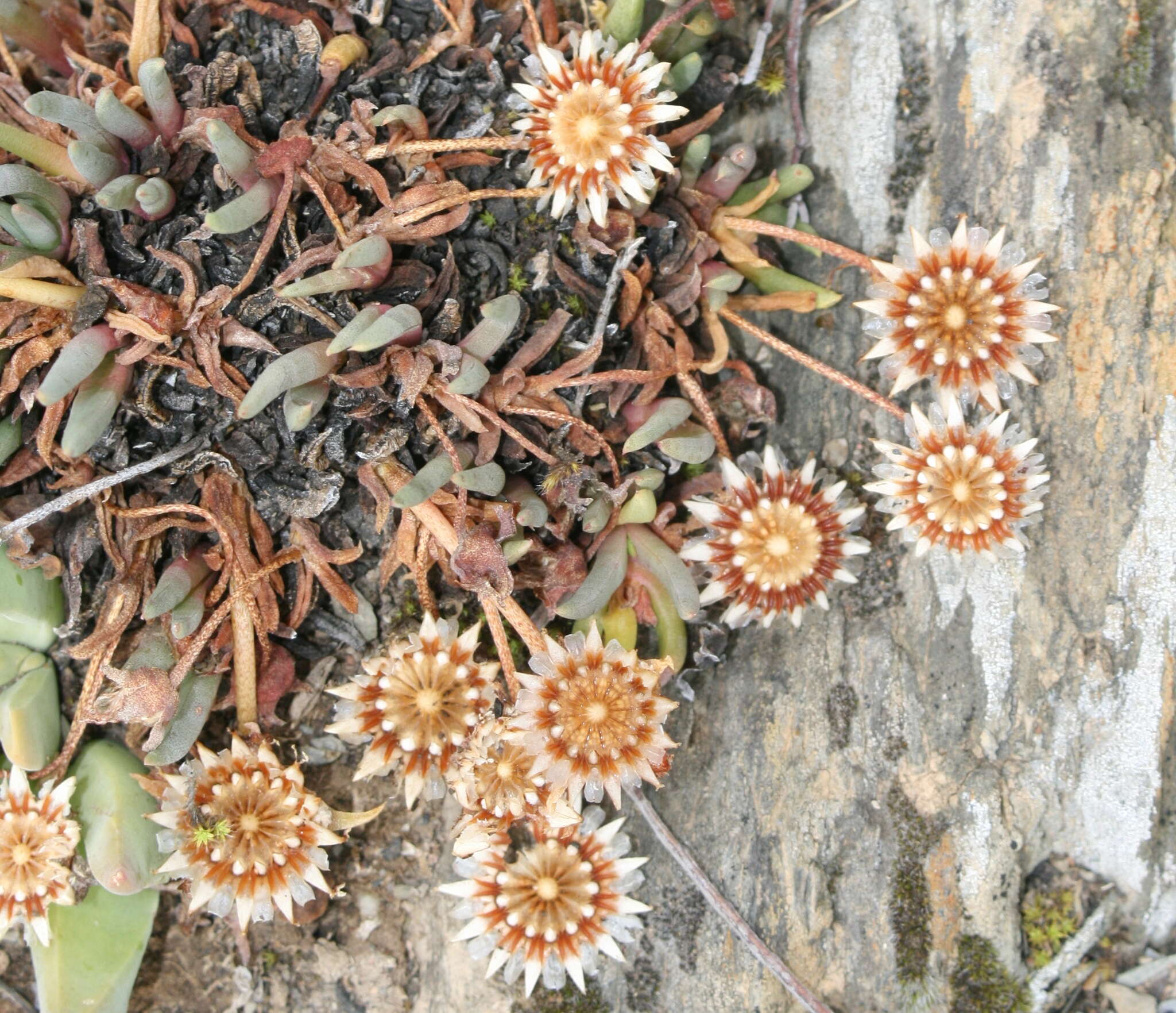 Cephalophyllum subulatoides (Haw.) N. E. Br. resmi