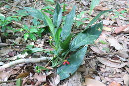 Imagem de Aglaonema commutatum Schott