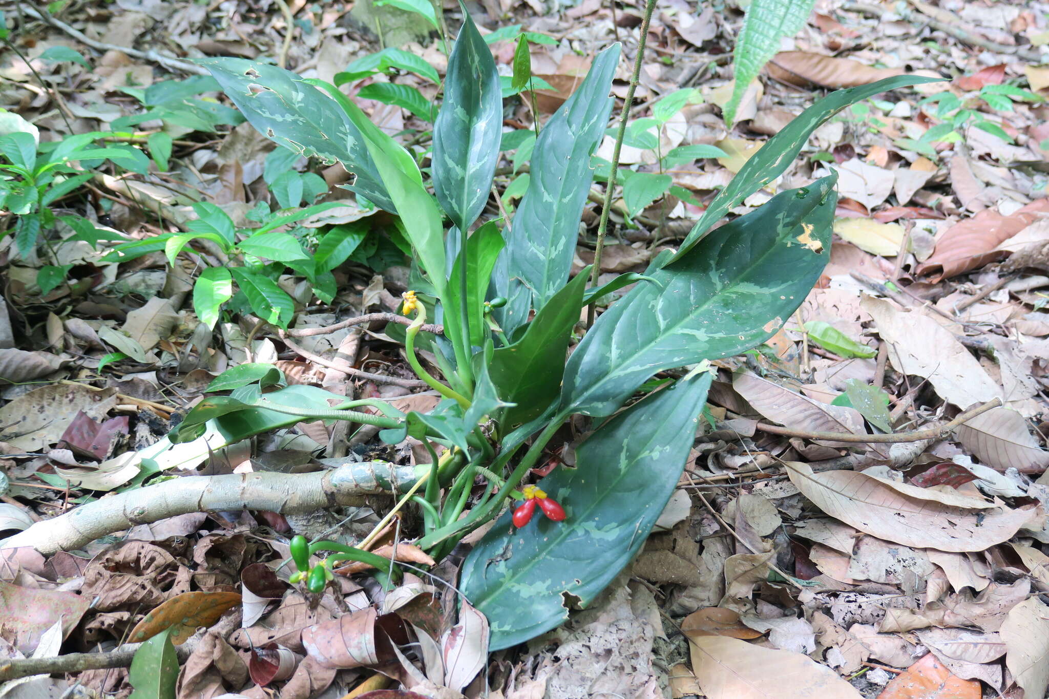 Imagem de Aglaonema commutatum Schott