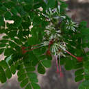 Image of Albizia petersiana subsp. evansii (Burtt Davy) Brenan