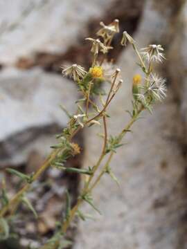 Image of Carlquist's tarweed