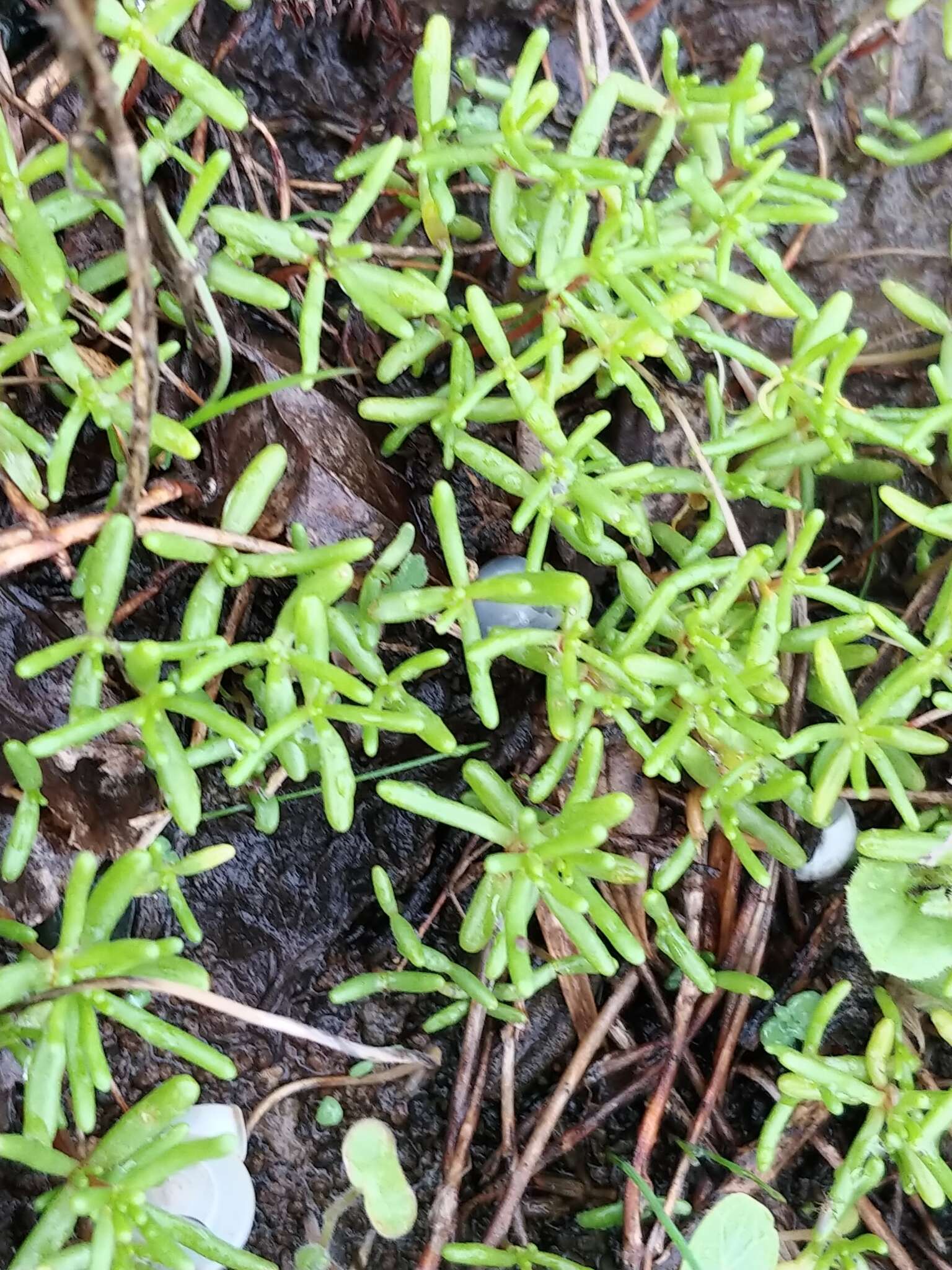 Image of Crassula vaillantii (Willd.) Roth