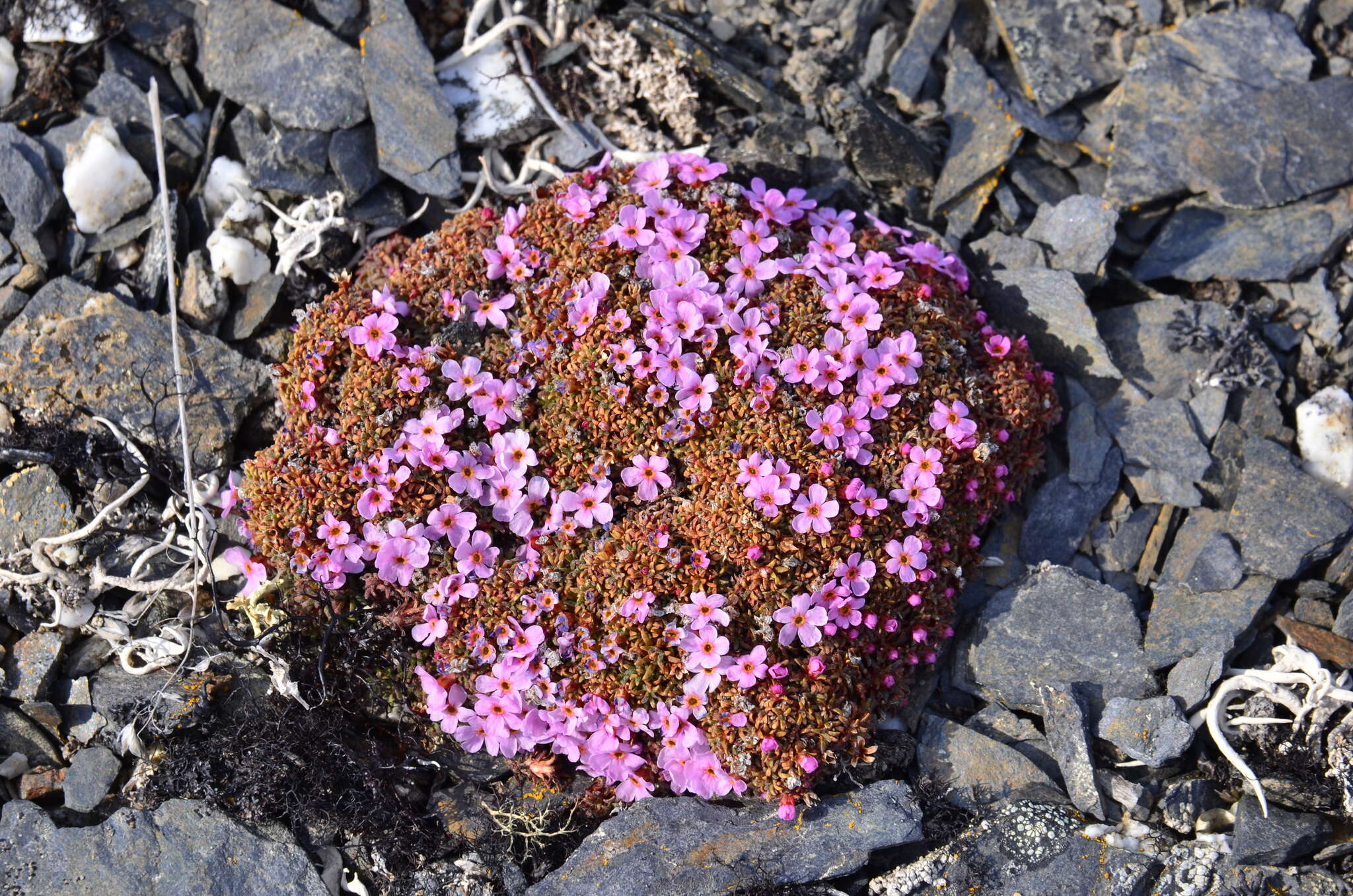 صورة Douglasia ochotensis (Willd. ex Roem. & Schult.) Hult.