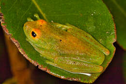 Image of Green Bright-eyed Frog