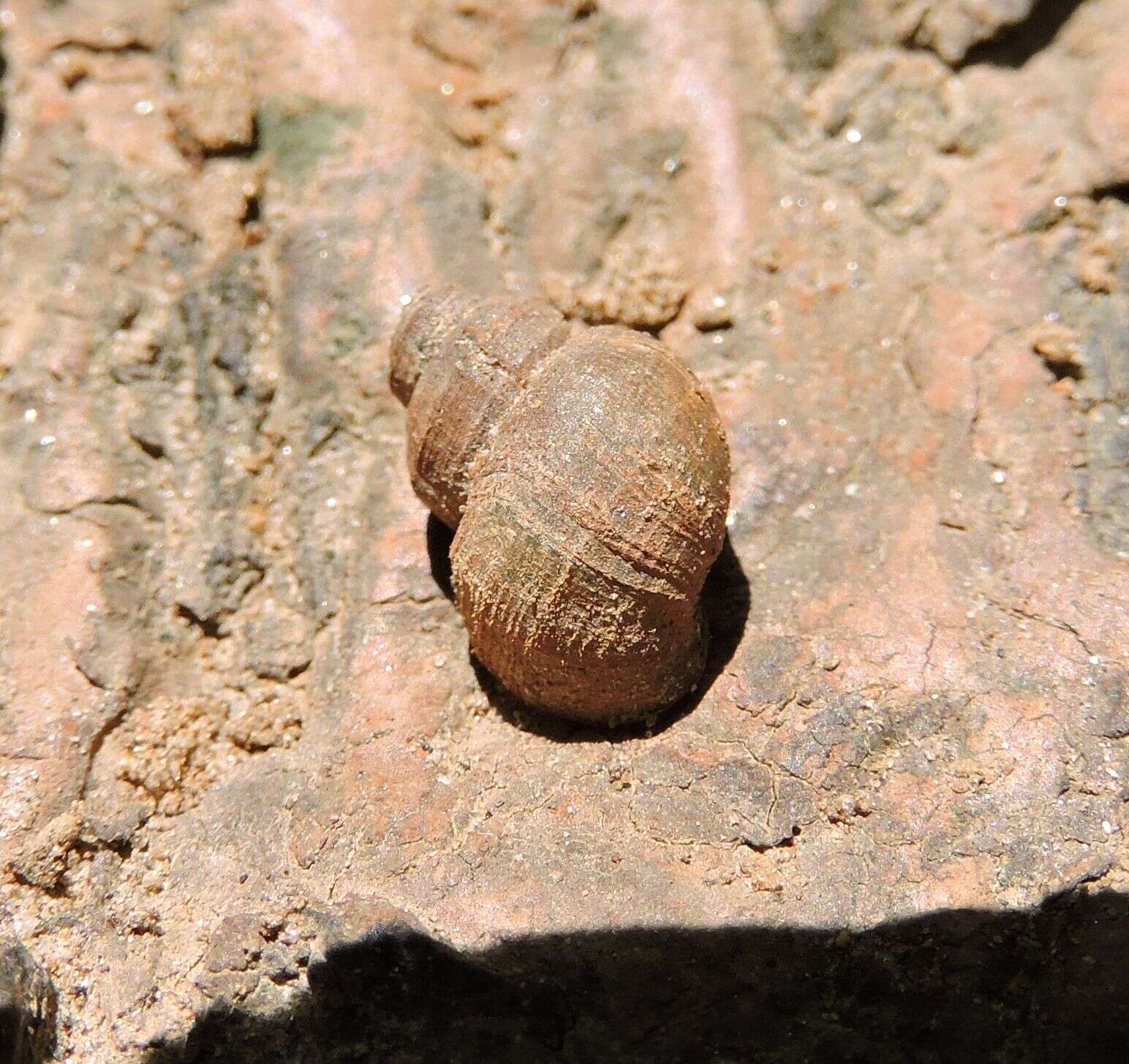 Image of Lioplax subcarinata (Say 1817)