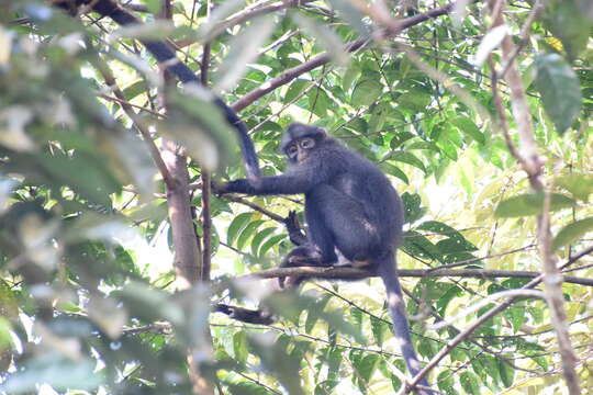 Image of Banded Langur