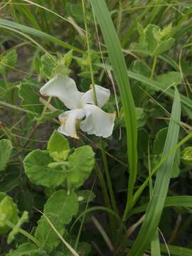 Image of plateau rocktrumpet