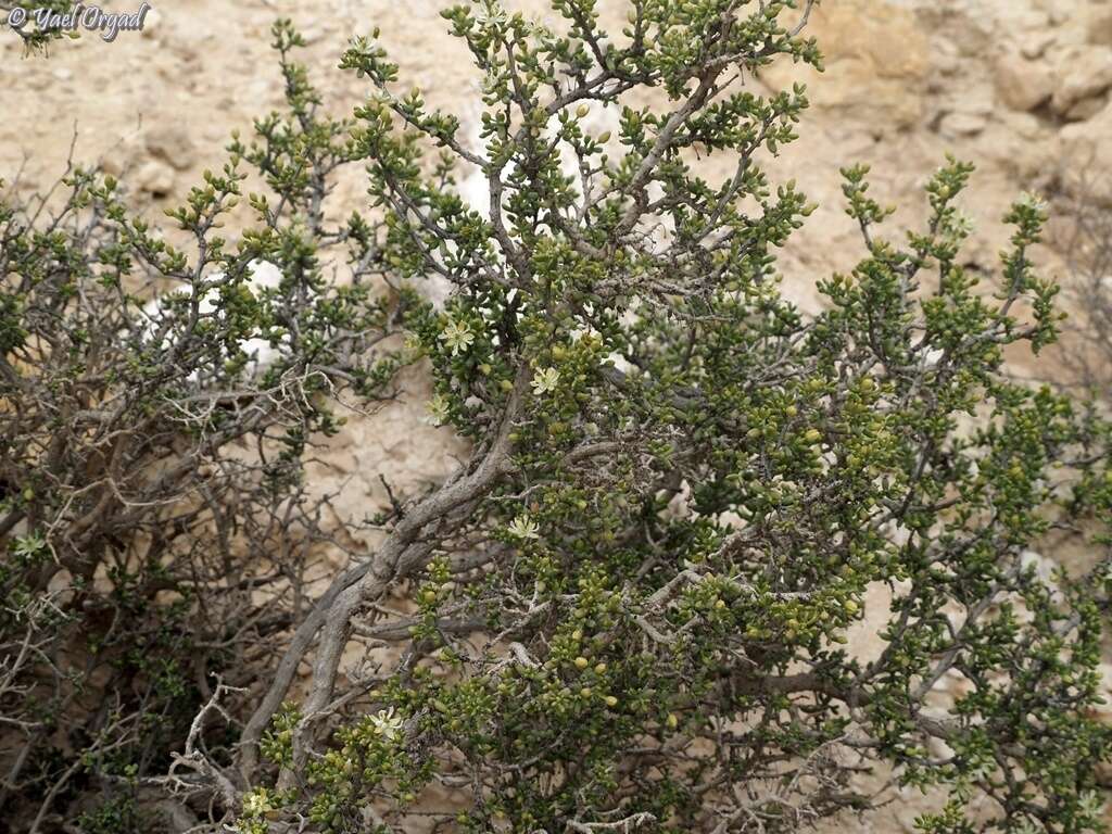 Image of Tetraena dumosa (Boiss.) Beier & Thulin