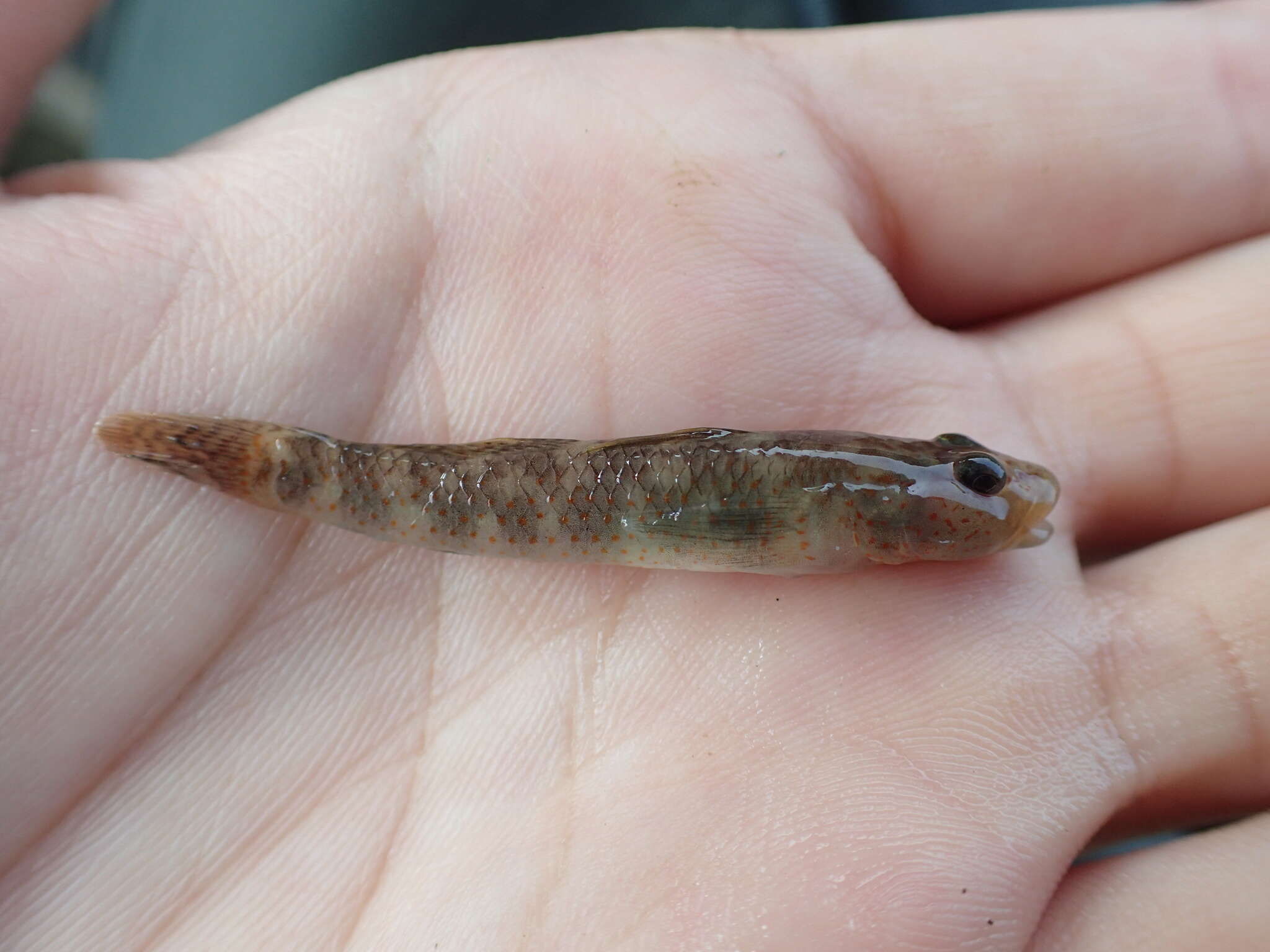 صورة Rhinogobius rubromaculatus Lee & Chang 1996