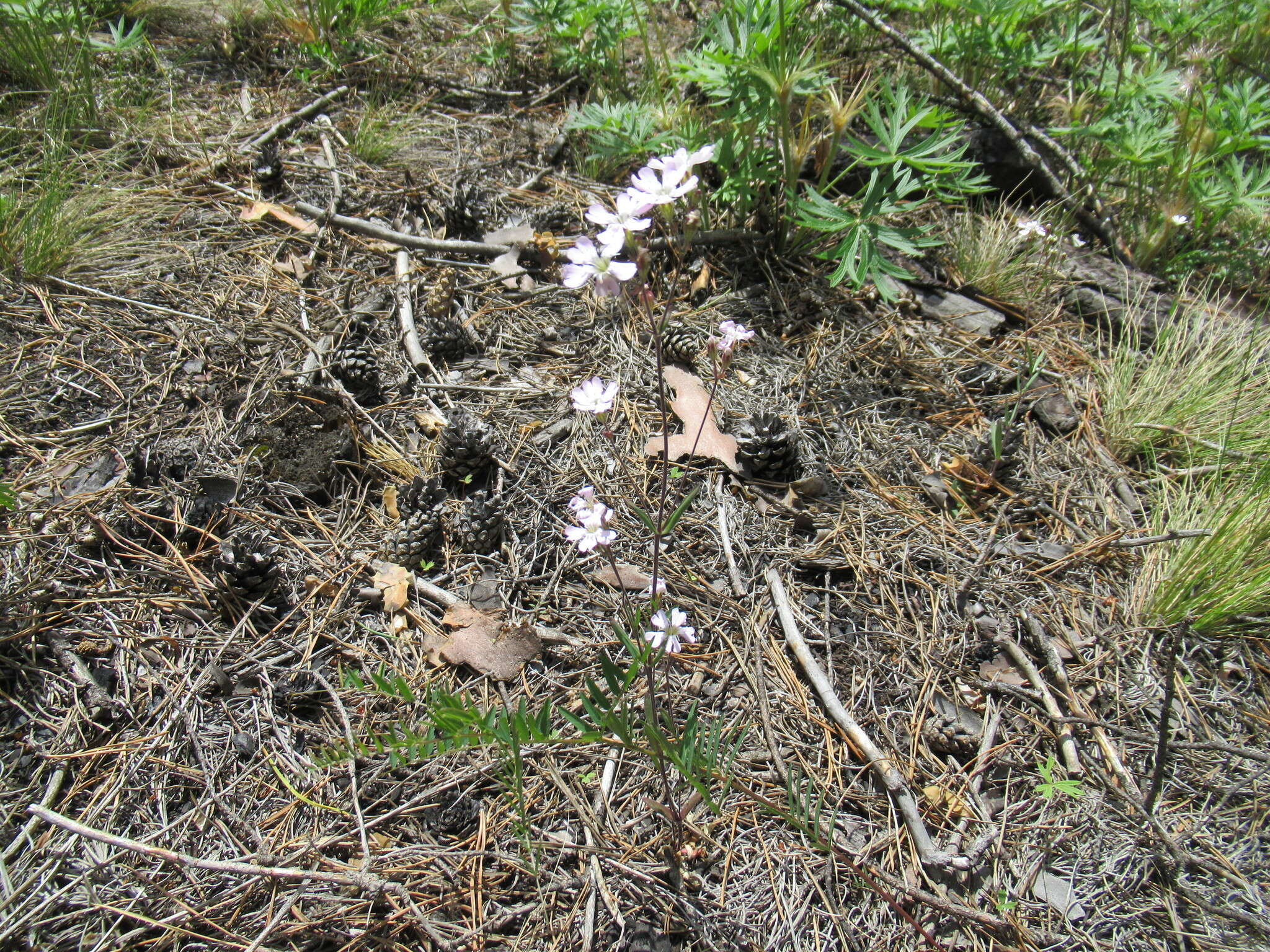 Image of Silene linnaeana V. N. Voroschilov