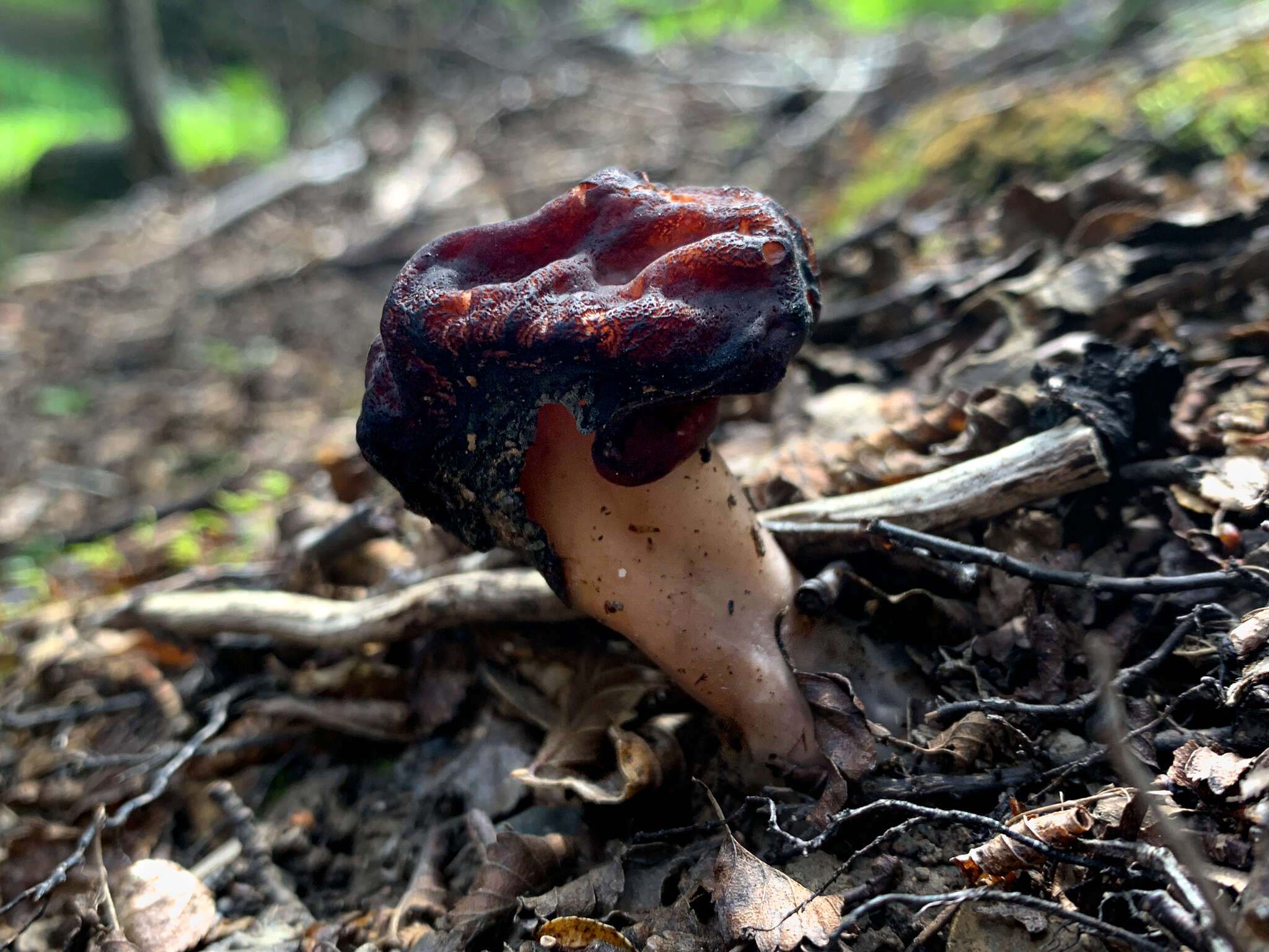 Image of <i>Gyromitra antarctica</i> Rehm