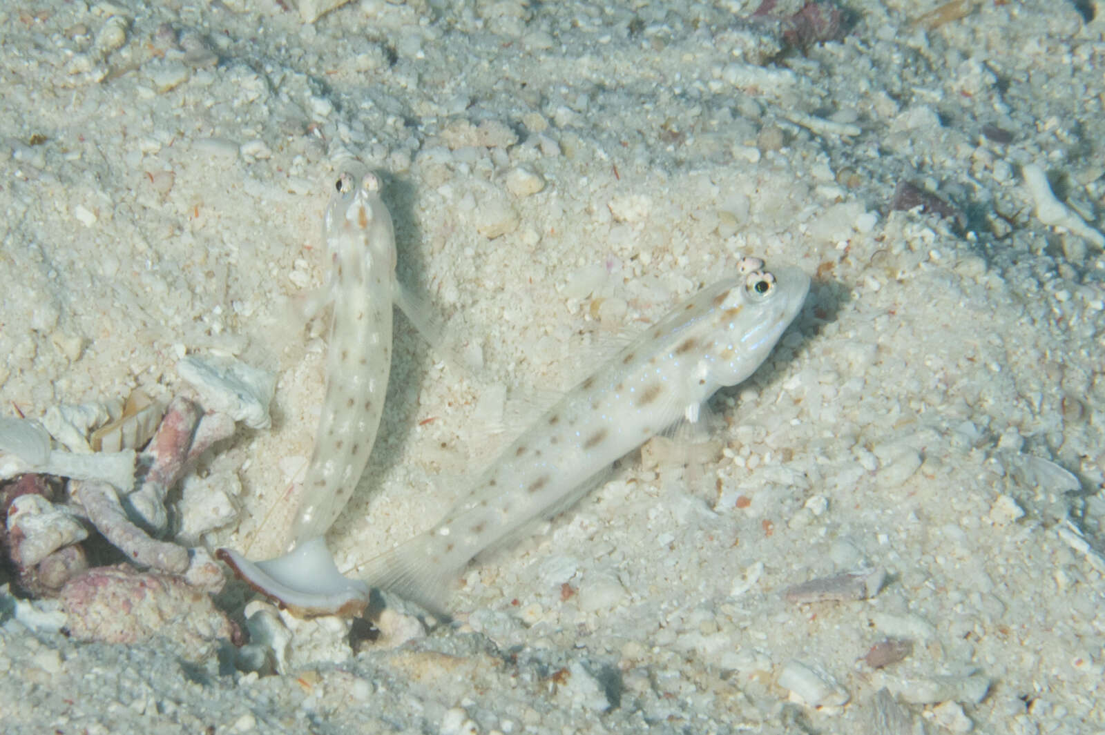 Image of Fierce shrimpgoby